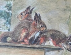 Eekhoorntjes