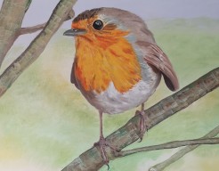 Giant robin Up the tree