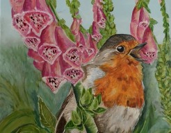Robin Digitalis purperea
