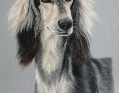 Saluki