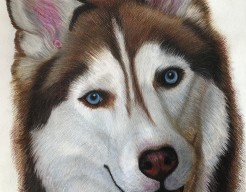 Husky