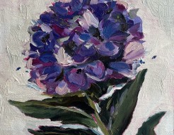 Blauwe hortensia