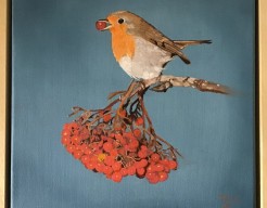 Roodborstje op vlierstruik