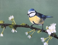 Pimpelmeesje op bloesemtak