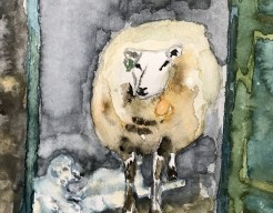 Schaap 