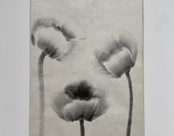 De eenvoud van Sumi-e. Papaver