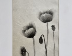 De eenvoud van Sumi-e. Papaver. 