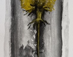 De kracht en kwetsbaarheid van een paardenbloem 