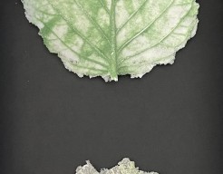 Blaadjes van glas in lijst II