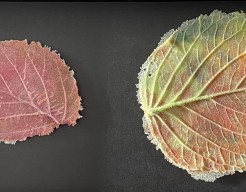 Blaadjes van glas in lijst I