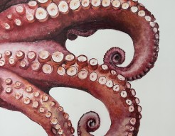 Octopus 