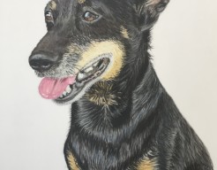 Buddy de Jack Russel