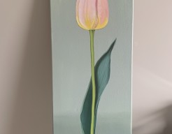 Tulp