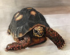 Schildpad