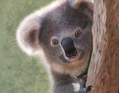 Koala