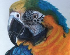 Papegaai 