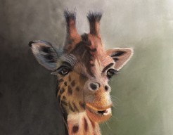 Giraffe 