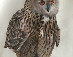 Owl 