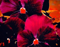 Almost burning violet