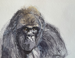 Gorilla