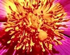 Italiaanse lotusbloem 