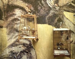 Dex the cat visits Hoi An