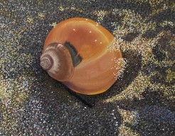 Schelp op het strand 