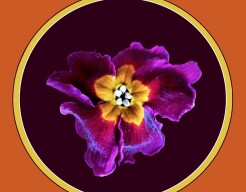 "Zonder Betekenis" ...(de 5e)