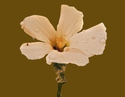 "Le temps des fleurs"