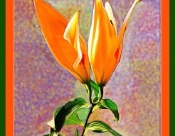 "Tweedracht in Bloei"