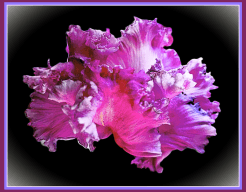 "Floral Symphony in Purple"