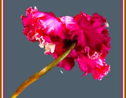 "Floral Symphony in Grey"