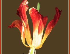 "Vergane Schoonheid in Kleur"