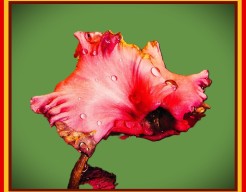 "Vergankelijkheid in Bloei"