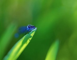 Juffertje in het groen - fotografie