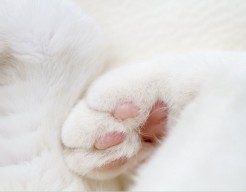 Kattenpootjes