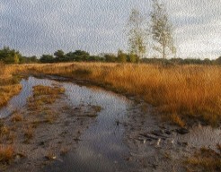 Kempische zandgronden - digitaal bewerkte foto