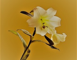 "Onderdeel van een lelie"