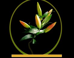 ´Ontluikende lelies´