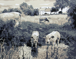 Koeien in de Gulp  Limburg