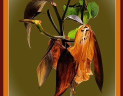 "Vergankelijkheid in Bloei"