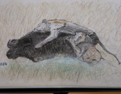 Lions Attacking Prey