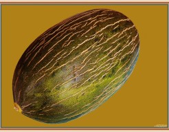 "Melon Majesty"