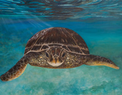 Schilderpad (handgeschilderd)