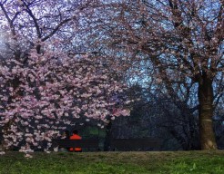 spring collection n.1