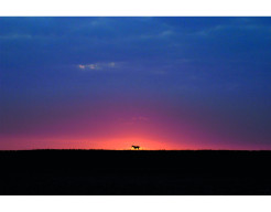 Het paard van de boer