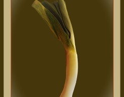 "Surrealistische Stengels"