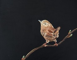 Little bird wren