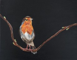 Little bird robin