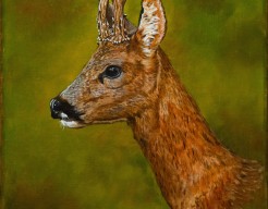 Portret van de Reebok uit het duingebied Meijendel 